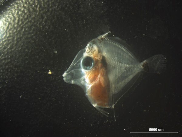 Day 83 Yellow Tang (Zebrasoma flavescens) larvae (Lucky). Photo credit: Chad Callan.