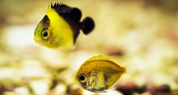 Purplemask Angelfish at day 115 with unknown larva. Image by Leighton Lum. Check back next week for update by the author.