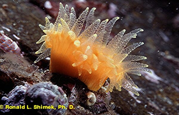 Balanophyllia eats zooplankton caught with the nematocyst batteries on the tentacles.