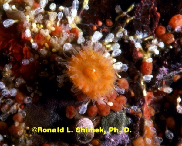 Balanophyllia elegans
