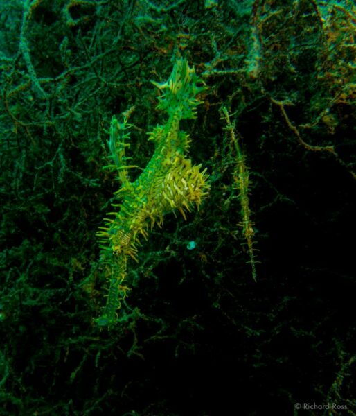 "This pair of Ornate Ghost Pipefish, Solenostomus paradoxus, were collected yesterday and are being shipped today to Golden Gate Park for display and breeding. Lets hope all goes well!" - Richard Ross, May 7th, 2014