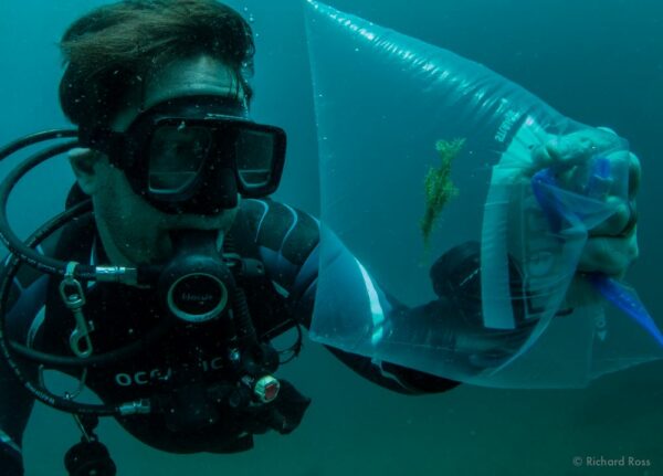 Steinhart Aquarist Richard Ross with newly collected Ornate Ghost Pipefish, destined for life and breeding research in California - image by Alexis Principe