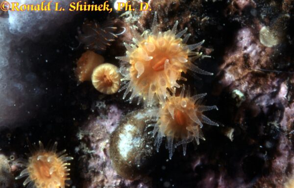 A group of orange cup corals.