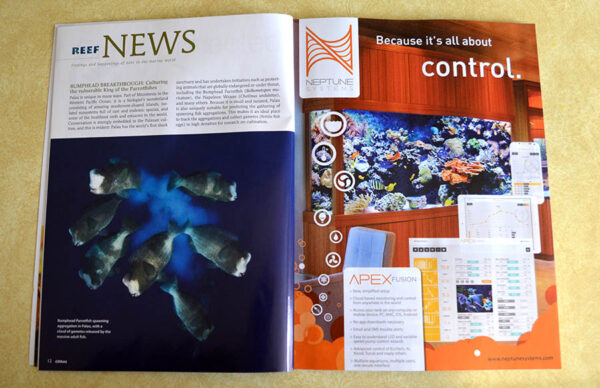 Groundbreaking aquaculture news from Tom Bowling at Biota Aquaculture in Palau - The Bumphead Parrotfish, reared from wild collected eggs to full juveniles, a first for any parrotfish! You can read an excerpt of this article online for free - http://www.reef2rainforest.com/2014/04/25/bumphead-breakthrough-tank-raised-parrotfish/