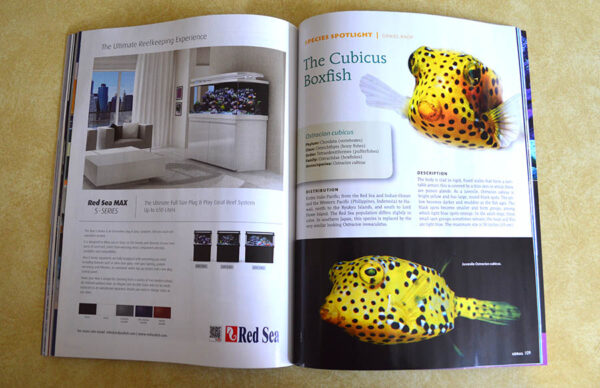 Coral Magazine editor Daniel Knop examines the Cubicus Boxfish - turn to the next page in this article and have your jaw dropped.