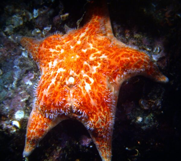 The leather star, Dermasterias imbricata.