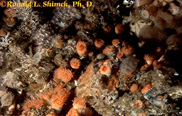 Labrinthocyathus qualeyi are orange, similar to Balanophyllia.