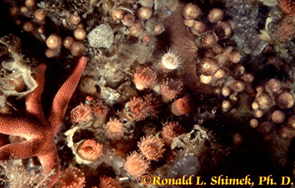 Labrinthocyathus qualeyi