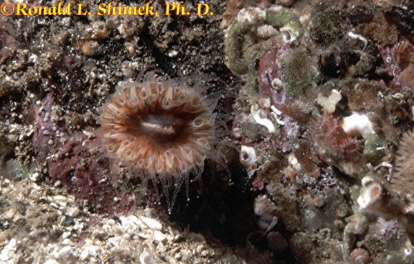 Paracyathus stearnsi individual, about 2.5 cm long.