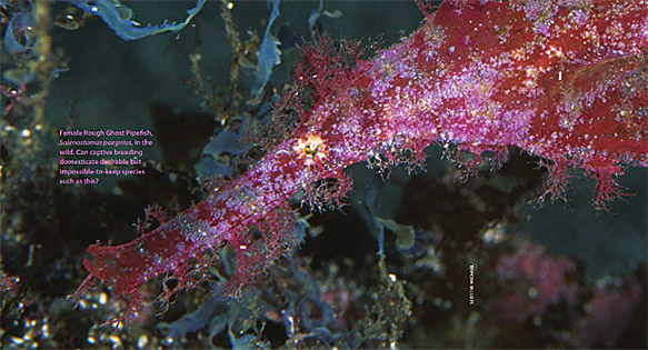 CORAL Excerpt: Revealing the Mysterious Ghost Pipefishes
