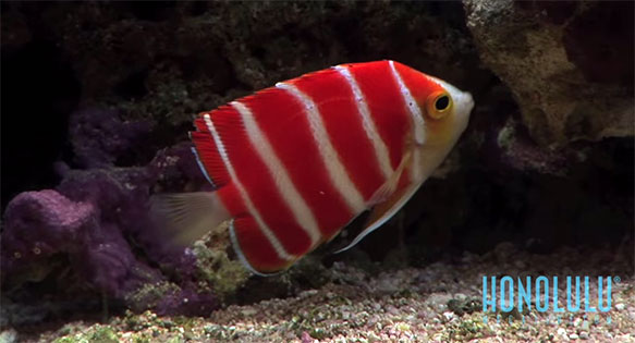CORAL Video: Honolulu Magazine’s “$30,000 Peppermint Angelfish at Waikiki Aquarium”