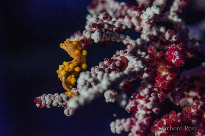 Adult Pygmy Seahorse, Hippocampus bargibati,  on pink coral, Muricella- it was unknown if they would venture onto the pink coral. Image by Richard Ross