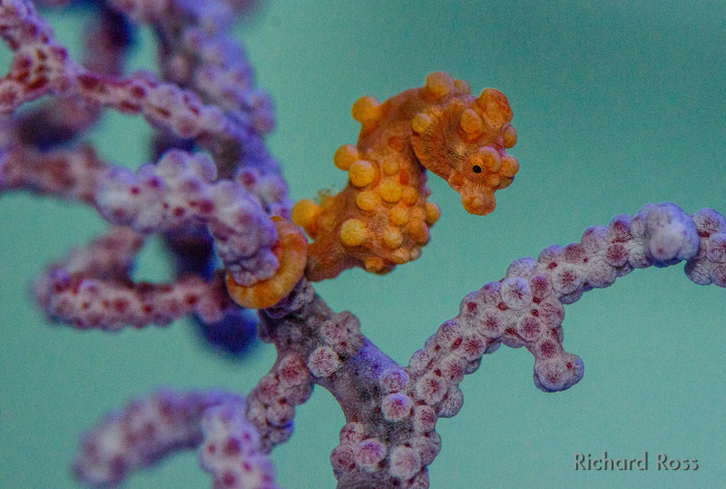 An adult Bargibant's Pygmy Seahorse, behind the scenes at the Steinhart Aquarium at the California Academy of Sciences - image courtesy Richard Ross.