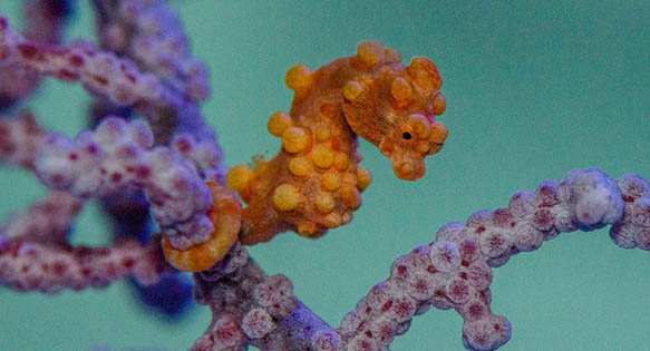 Steinhart Team Breeds Rare Bargibanti Pygmy Seahorse For The First Time