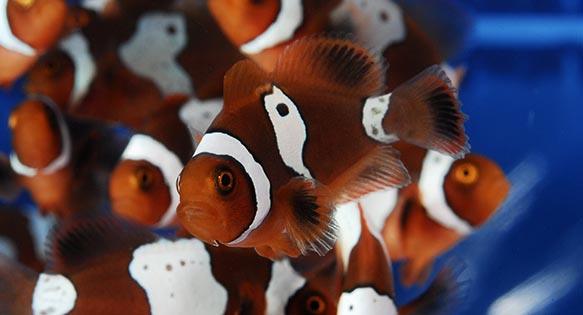 Lightning Maroon Clownfish – The Next Generation of Designer Clownfish Has Arrived