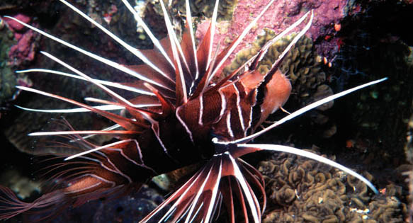 Lionfish Import Ban approved by Florida FWC; Could be Slippery Slope