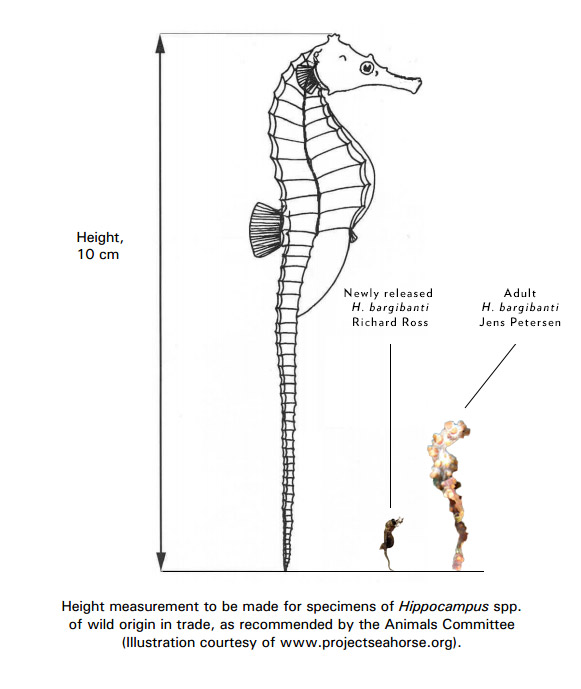 CITES documentation showing proper measuring of a Seahorse (http://www.cites.org/eng/notif/2005/014.pdf) - we've augmented it here to show, in scale, both the newborn and adult Hippocampus bargibanti (Newborn Image courtesy Richard Ross, Adult image from wild by Jens Petersen, via Creative Commons license)