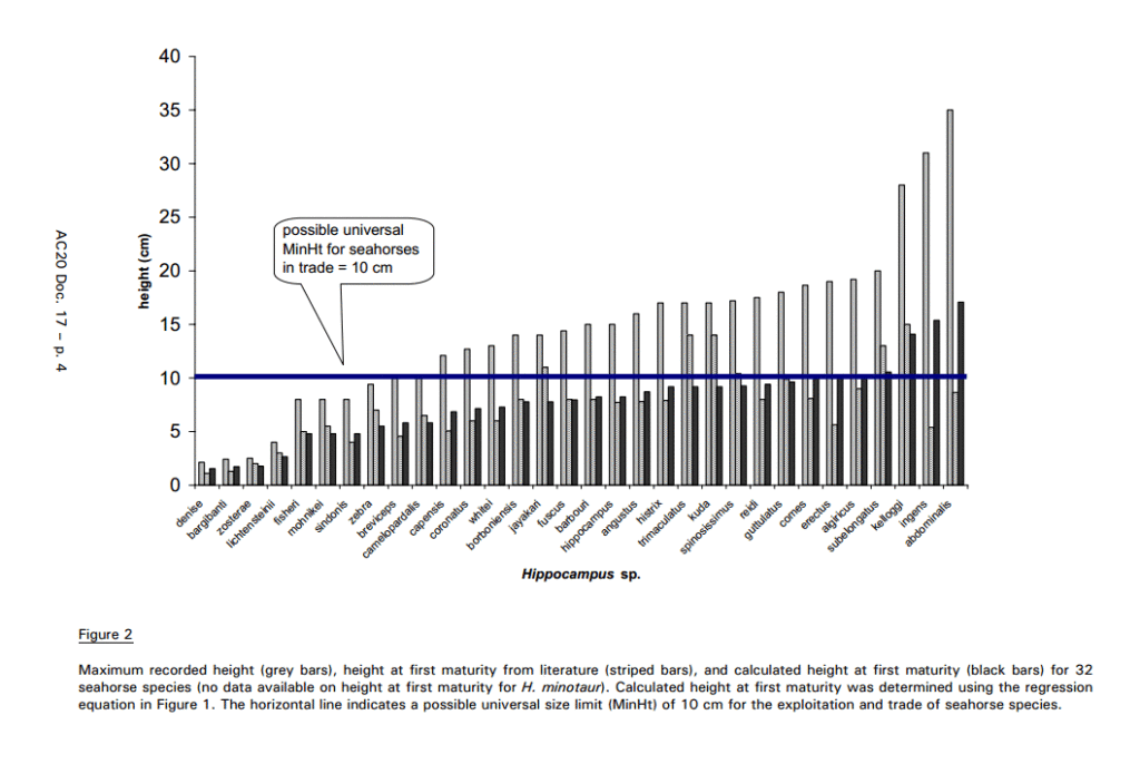 A graph of Seahorse Species in relation to their size at maturity and maximum size, as prepared by the Sygnathid working group for CITES in August of 2002, published http://www.cites.org/eng/com/ac/20/E20-17.pdf