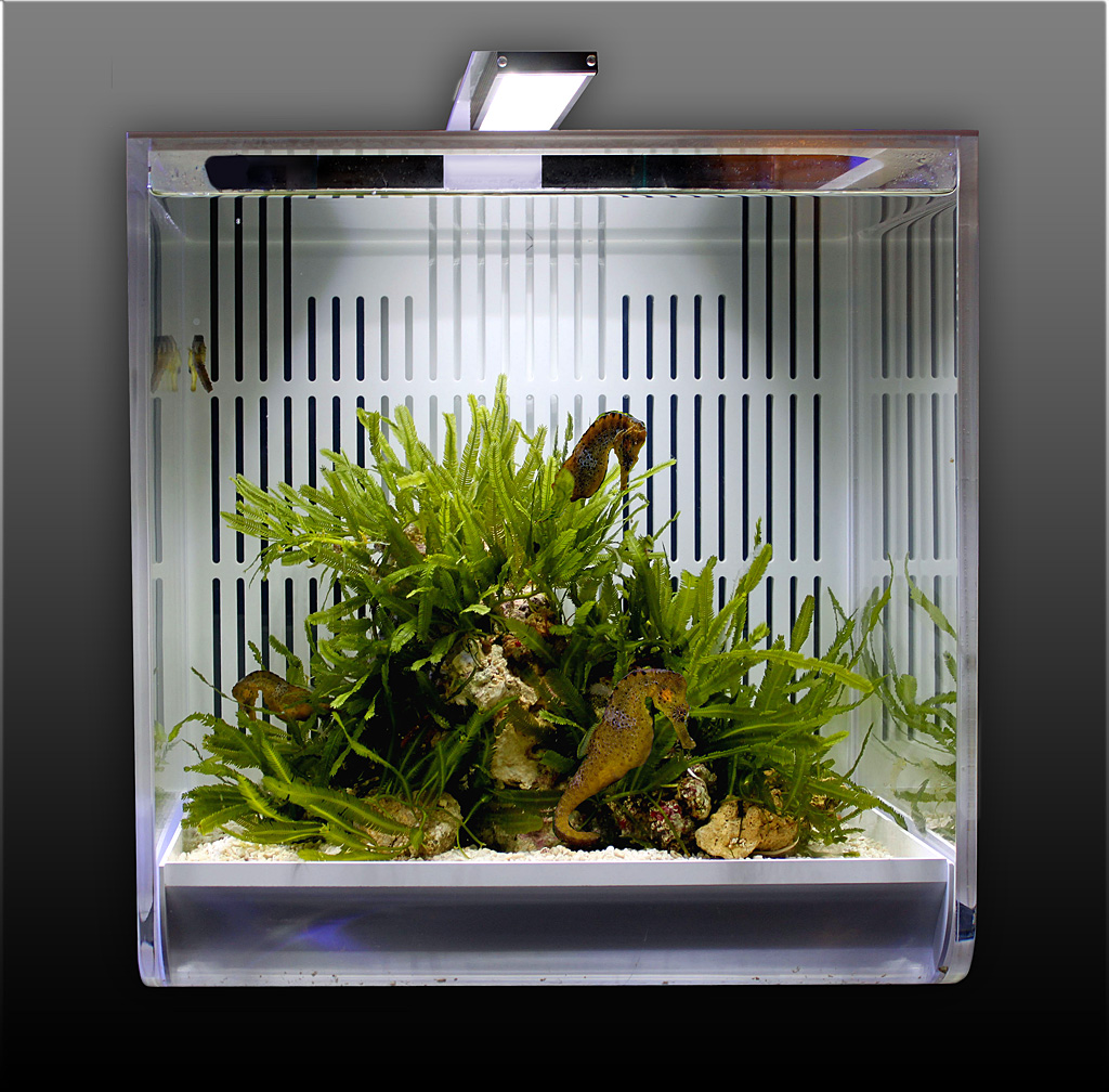 The SYNGNA's dedicated LED Lightning was designed in collaboration with Giesemann Aquaristik.