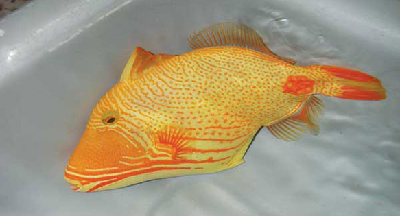 CORAL Excerpt: Golden Undulate Triggerfish