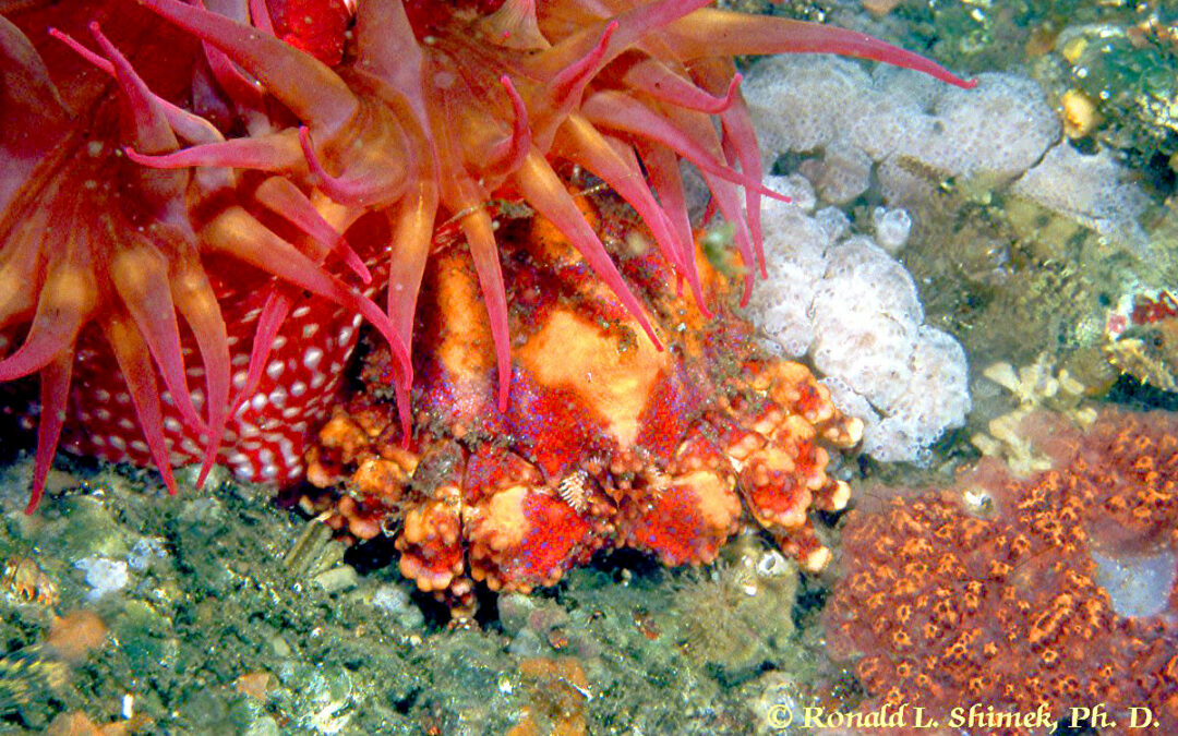Lithodid Colors, Colors of the Puget Sound King Crab