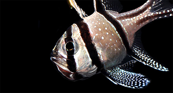 NMFS Misses Banggai Cardinalfish Status Review Deadline