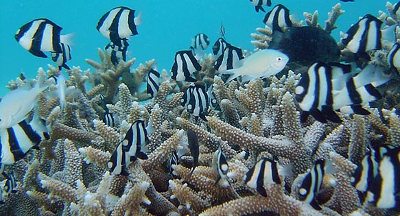 Implications of ESA’s New Threatened Coral Listing for the Marine Aquarium Trade