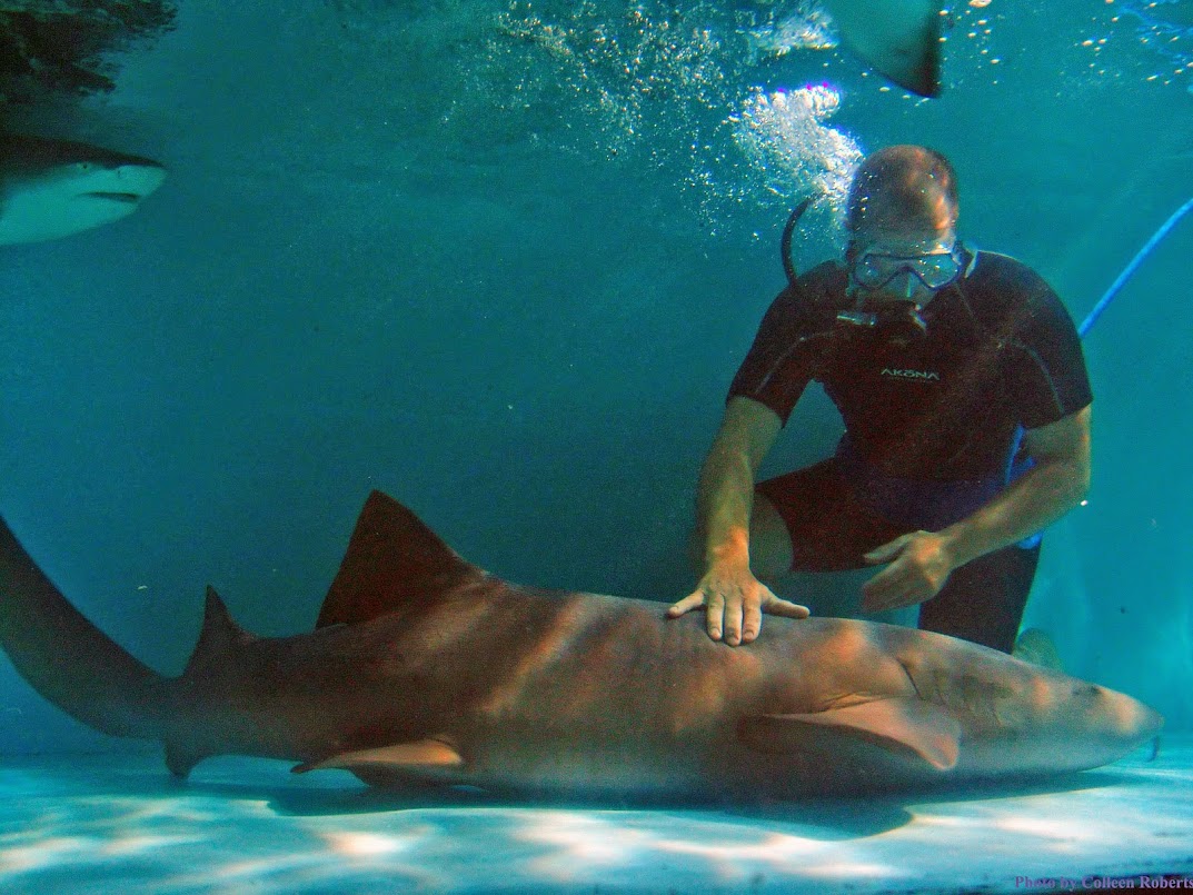 Philip Peters in the Live Shark Encounter, which is among the exhibits at the World Pet Association's Aquatic Experience - Chicago. Image courtesy of Haai, Inc
