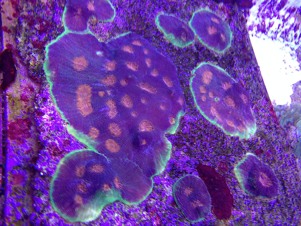 Aquarium-based proof of concept - A Spectrum Acan mother colony propagated from smaller pieces. At this point many of the pieces have fused back into one colony. 