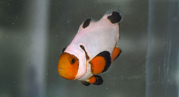 The counterpart to the "Platinum Percula", this all is the all-white form of A. ocellaris, generally known as "Wyoming White" or simply "White" - image courtesy Matt Pedersen