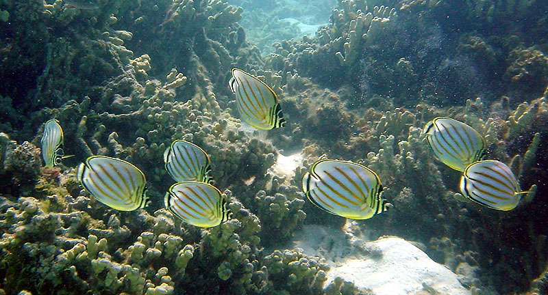 A shoal of Chaetodon ornatissimus, one of three Butterflyfish species now banned from collection in O'ahu, Hawaii.