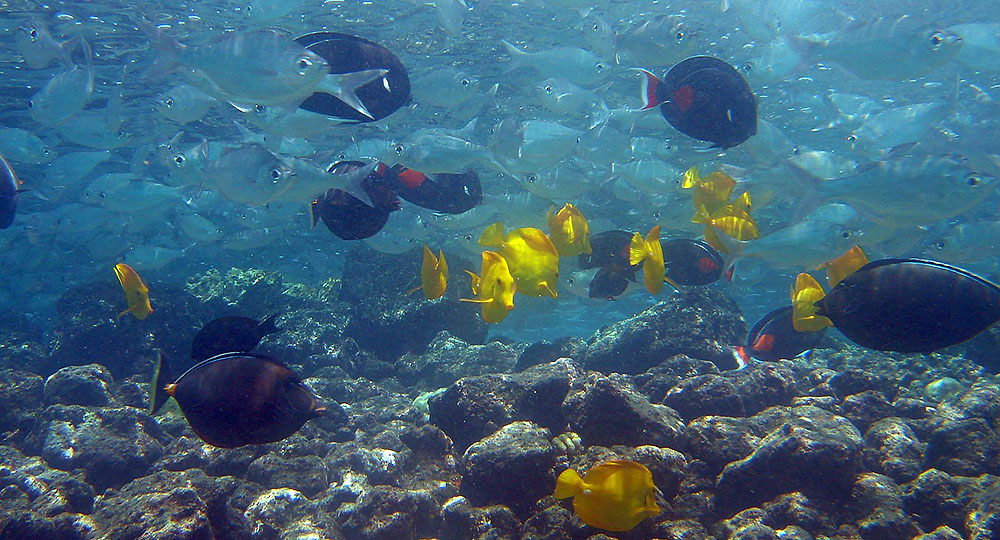 Naso, Yellow and Achilles Tangs, all fish collected in O'ahu that are now subject to new bag limits. The Yellow Tang is one of three species to also now be subjected to size-related limits or restrictions.