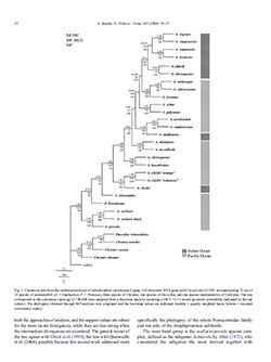 Thumbnail example of Santini & Polacco's 2006 phylogenic consensus tree for Anemonefishes, including a few more distantly related Damselfishes.