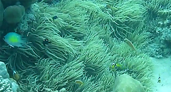 Amazing Video Shows 5 Sympatric Clownfishes in Solomon Islands