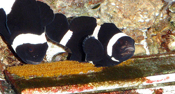 CORAL BONUS: Clownfish Species Hiding in Plain Sight? (Part 4)