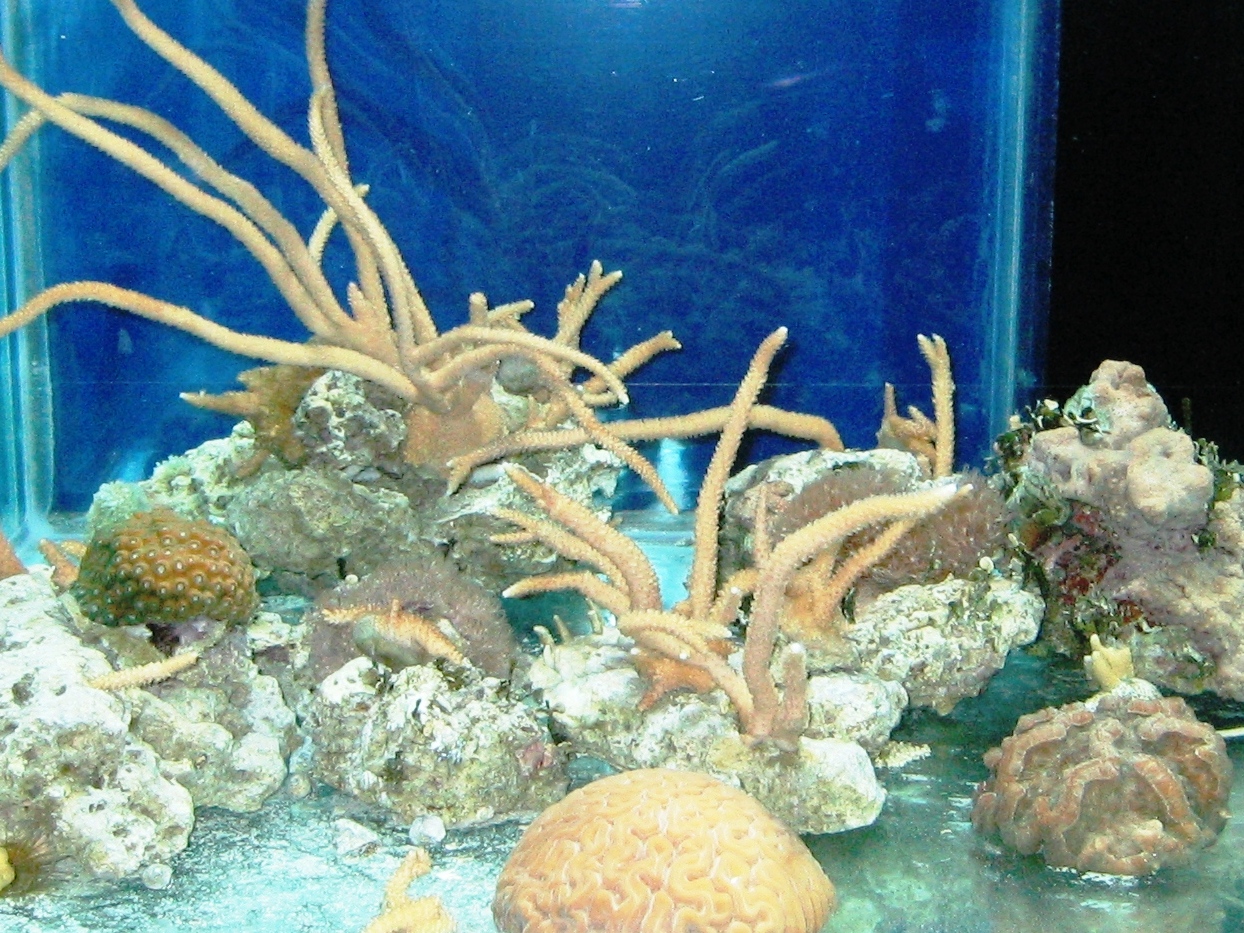 Atlantic Corals in an off-exhibit public aquarium propagation system
