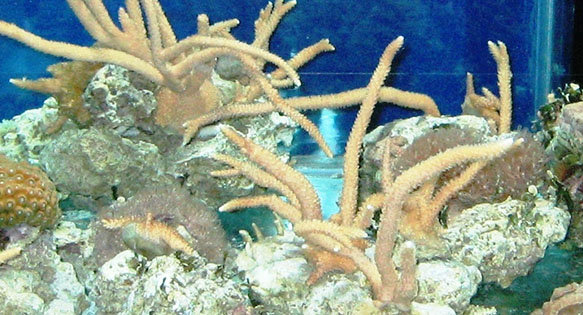 Why is your home reef tank “nicer” than the one at your local public aquarium?