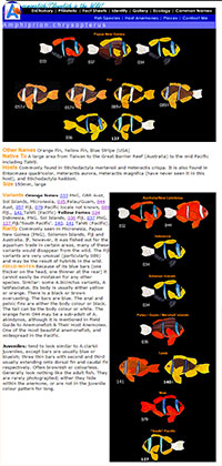 Screenshot of Kylie Waldon's Chrysopterus catalog, preserved via Archive.org