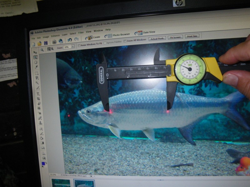 Using dial calipers to measure the size of fish from an on-screen image