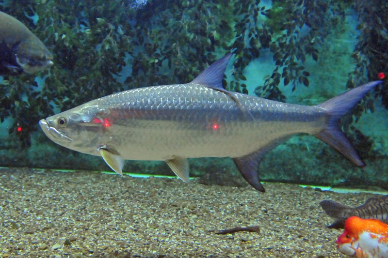 A tarpon calculated to be 40.5" long