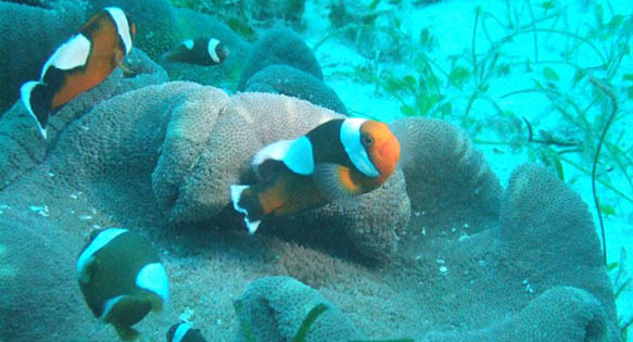 CORAL BONUS: Geographic Variants Within Clownfishes – Saddleback & Skunk Complexes – (Part 6c)