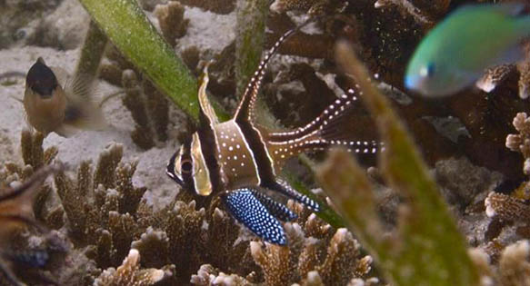 Banggai Cardinalfish Proposed for Listing under ESA