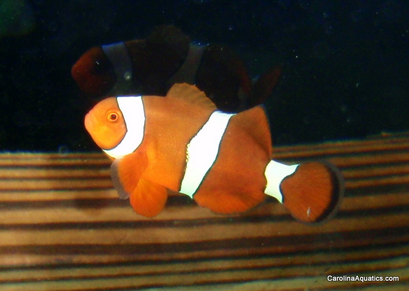 The newest hybrid clownfish, the Citron, produced by Bali Aquarich and available exclusively through Carolina Aquatics