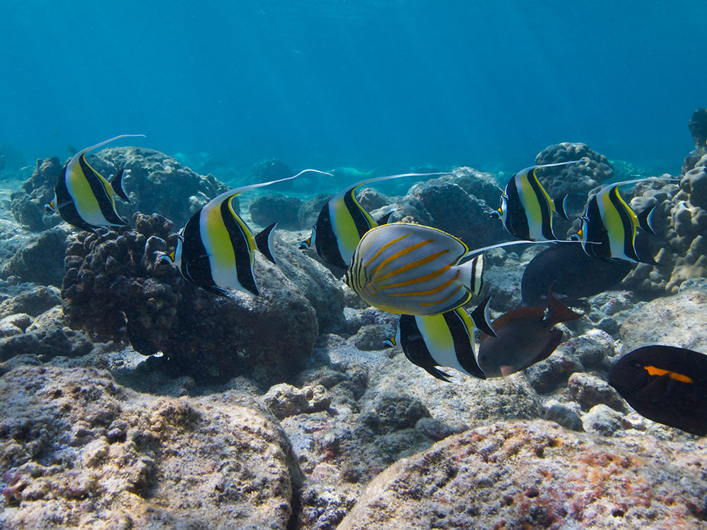 A shoal of Moorish Idols is accompanied by an Ornate Butterflyfish and two surgeonfish species over a Big Island Hawaiian Reef. Image by Ret Talbot
