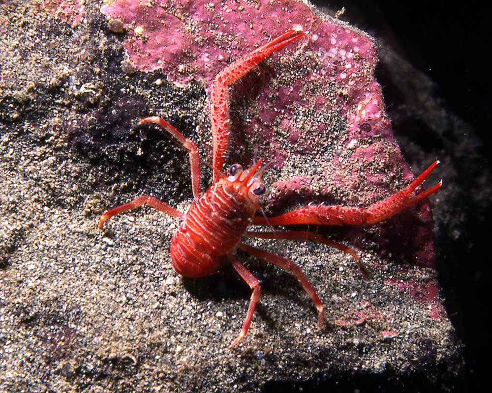 The North Eastern Pacific Squat Lobster, Munida quadrispina is a scavenger on large carrion.  It comes in large swarms to consume fresh carrion.