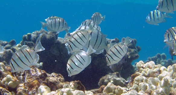 HB 883 Defines “Cruel Treatment” of Fishes Harvested in Hawaii Aquarium Fishery