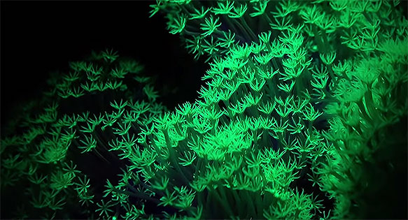 A snapshot from The Glowing Corals of the Dark - Koh Tao - a film by Vanessa Cara Kerr.