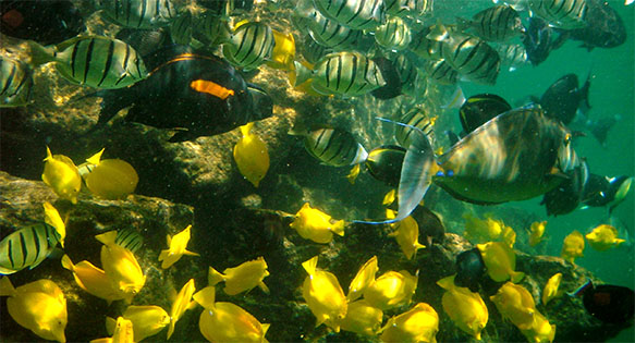 Open Season on Aquarium Fishermen in Hawaii