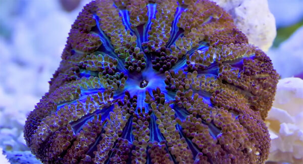 The Mini-Maxi, or Maxi-Mini, Carpet Anemone - Stichodactyla tapetum