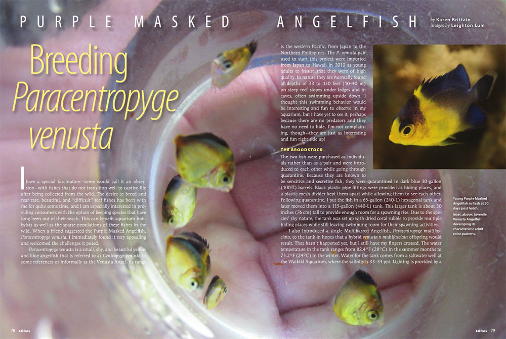 Purple Masked Angelfish: Breeding Paracentropyge venusta - by Karen Brittain
